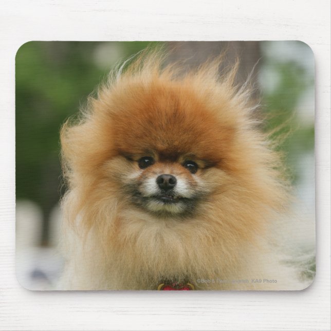 Tapis De Souris Headshot de Pomeranian regardant l'appareil-photo (Devant)