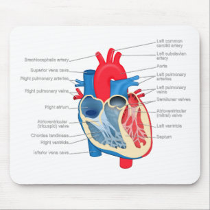 Tapis De Souris Heart_Anatomy
