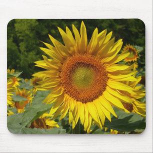 Tapis De Souris Helianthus annuus
