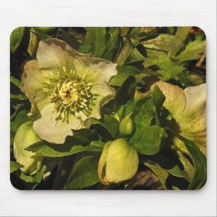 Tapis De Souris Hellebore de rose Lenten