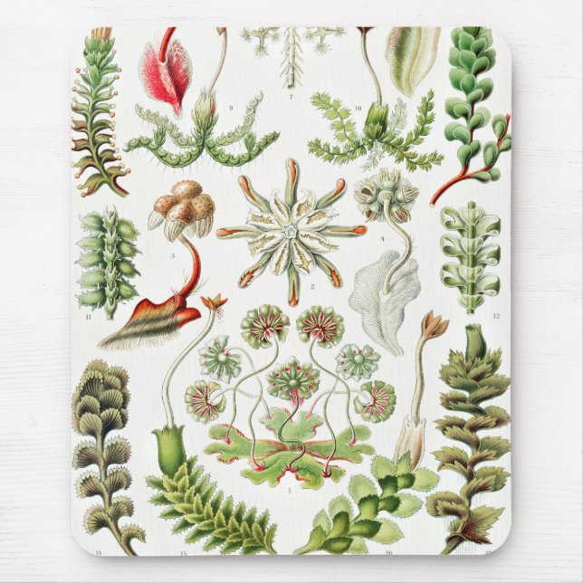 Tapis De Souris Hepaticé Lebermoose par Ernst Haeckel (Devant)