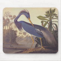 Héron de la Louisiane d'Audubon ou Héron tricolore