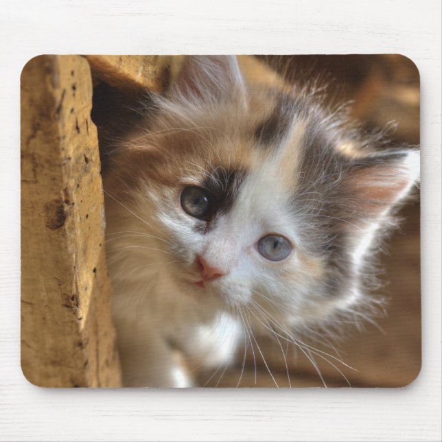 Tapis De Souris Heterochromie Calico Kitten (Devant)