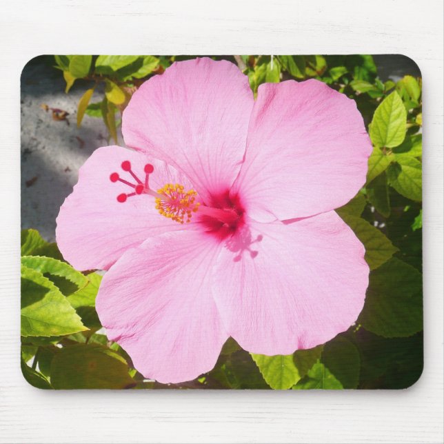 Tapis De Souris Hibiscus rose Fleur tropicale (Devant)