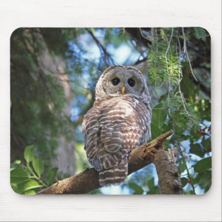 Tapis De Souris Hibou de huée sauvage regardant fixement dans la