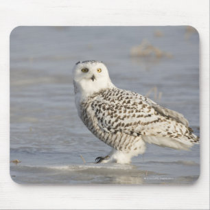 Tapis De Souris Hibou de Milou se tenant sur la glace, la queue