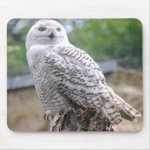 Tapis De Souris Hibou des neiges
