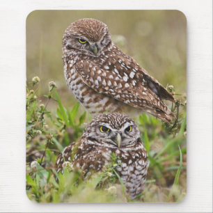 Tapis De Souris Hibou des terriers, Athene cunicularia, Cape Coral