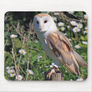 Tapis De Souris hibou, oiseau, faune