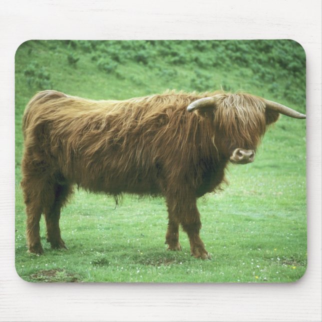Tapis De Souris Highland Steer, Île de Mull, Intérieur (Devant)