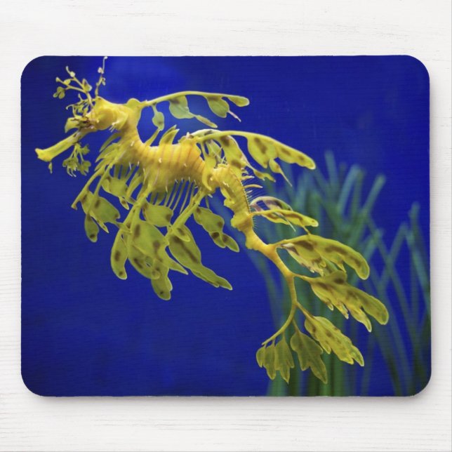 Tapis De Souris Hippocampe (Devant)