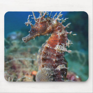 Tapis De Souris Hippocampe Ramulosus de l'hippocampe