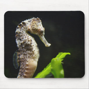Tapis De Souris Hippocampus