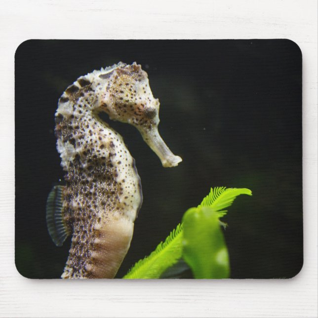Tapis De Souris Hippocampus (Devant)