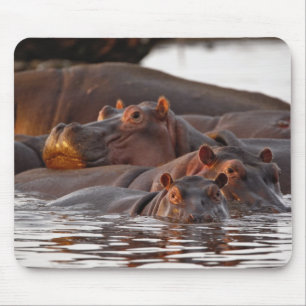 Tapis De Souris Hippopotame, Hippopotamus amphibius, Lac