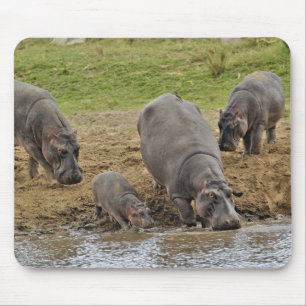 Tapis De Souris Hippopotamus, Hippopotamus amphibius, Serengeti