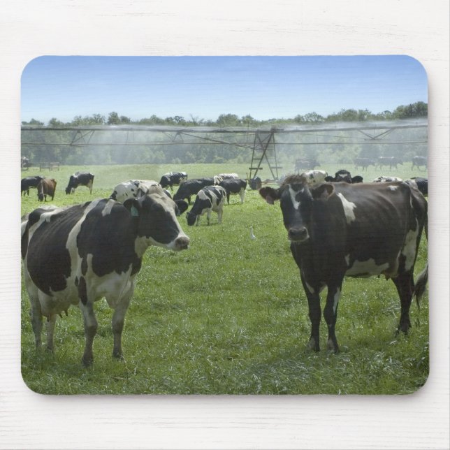 Tapis De Souris Holstein Cattle Mousepad (Devant)