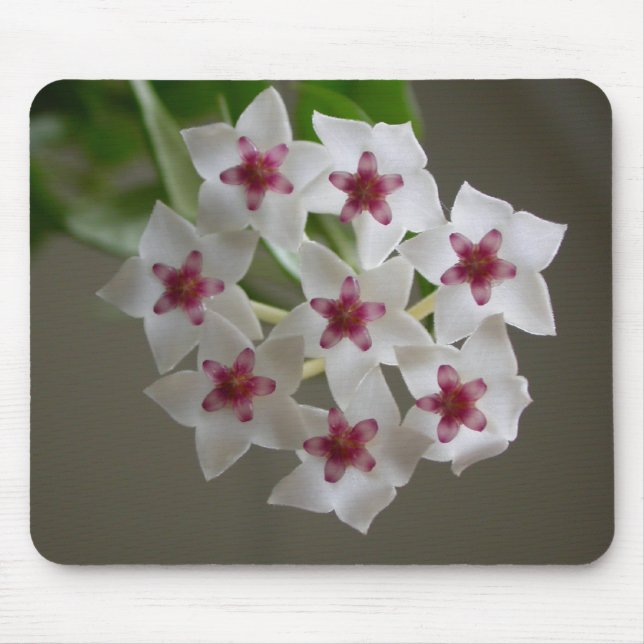 Tapis De Souris Hoya lanceolata ssp. bella (Devant)