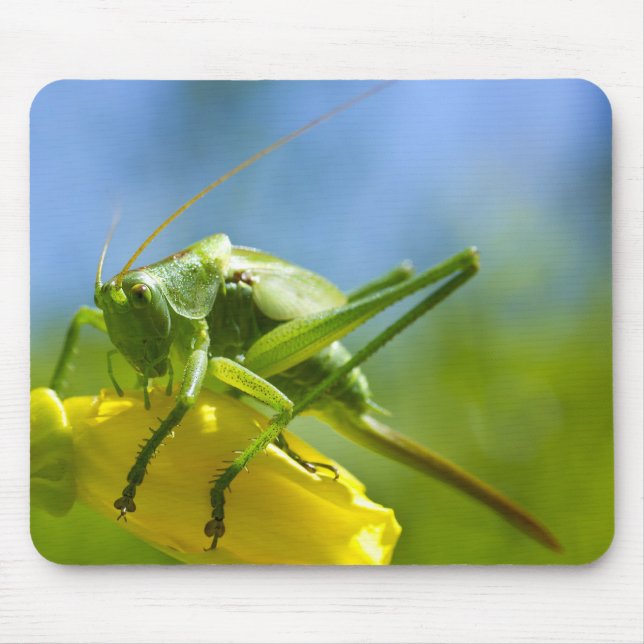 TAPIS DE SOURIS HUGO (Devant)