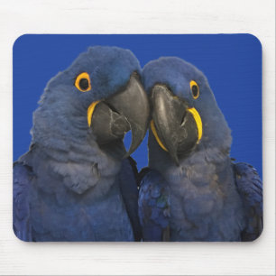 Tapis De Souris Hyacinth Macaw
