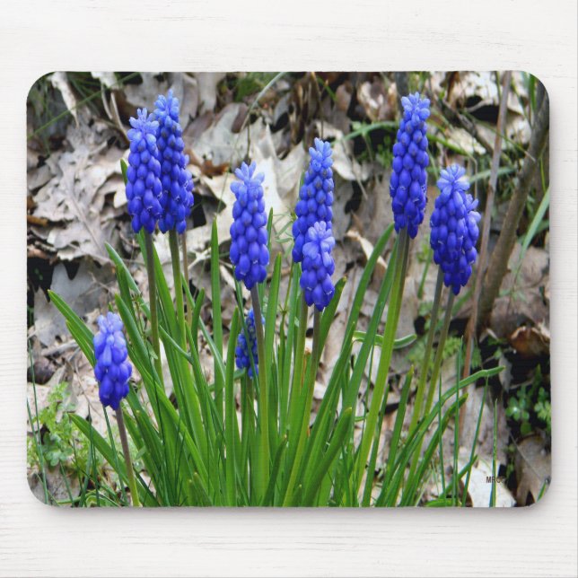 Tapis De Souris Hyacinthes de raisins.... (Devant)