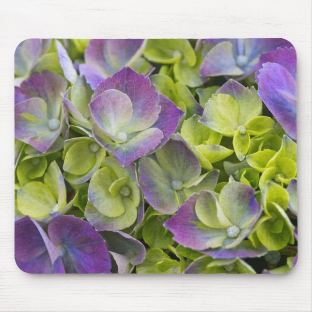 Tapis De Souris Hydrangea du jardin de Keukenhof (Devant)