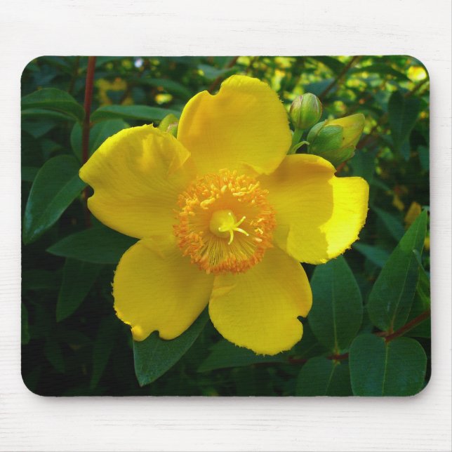 Tapis De Souris Hypericum Hidcote (Saint-Jean) (Devant)