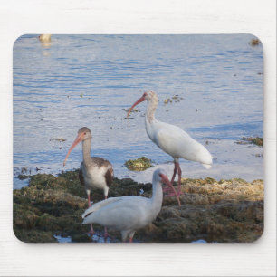 Tapis De Souris Ibis birds on the shore of Florida Bay