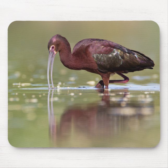 Tapis De Souris Ibis dans les étangs  (Devant)
