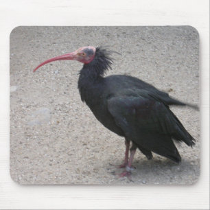 Tapis De Souris Ibis de la Balle Nord