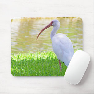 Tapis De Souris Ibis Sur Une Jambe Photo