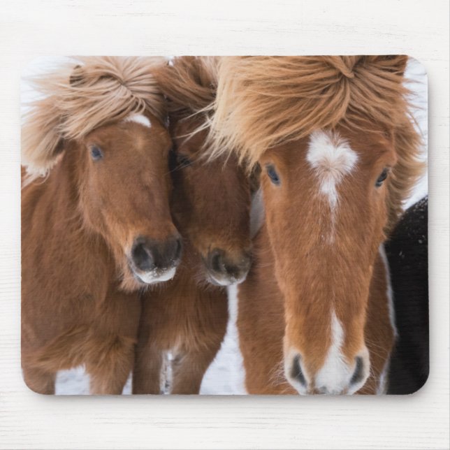 Tapis De Souris Icelandic Horses nuzzle (Devant)