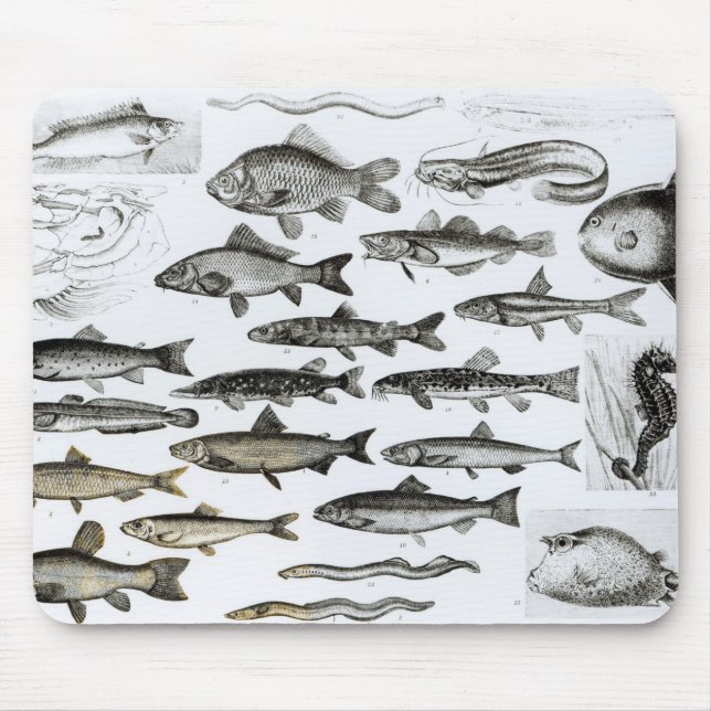 Tapis De Souris Ichtyologie, poissons osseux, Marisipobranchs (Devant)