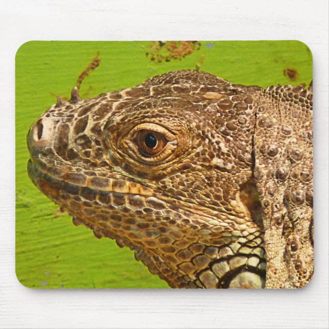 TAPIS DE SOURIS IGUANA (Devant)