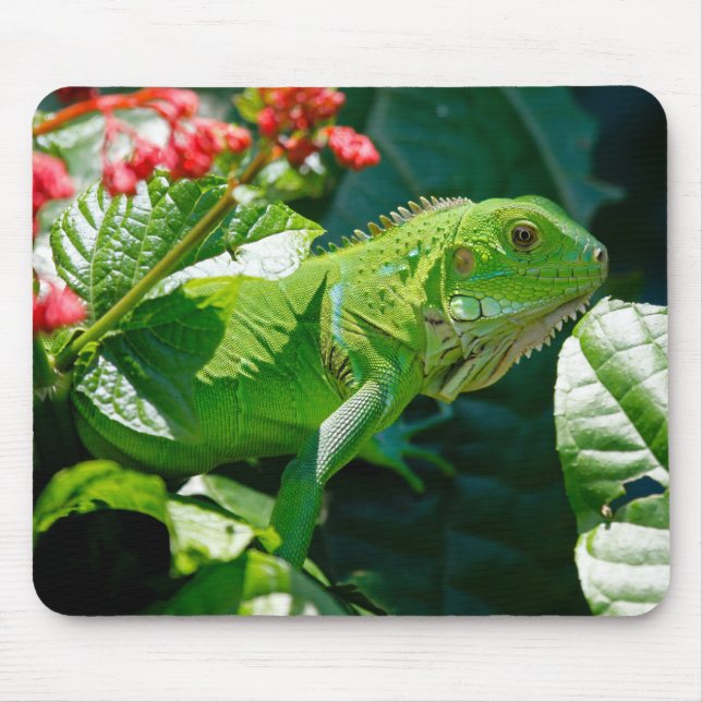 Tapis De Souris Iguana, Animal, Nature (Devant)
