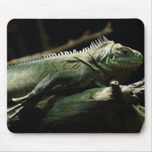 Tapis De Souris Iguana délicatissima