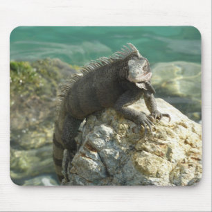 Tapis De Souris Iguana sur les rochers à St. Thomas