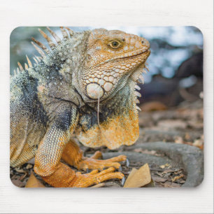 Tapis De Souris iguane, reptile, mammifère