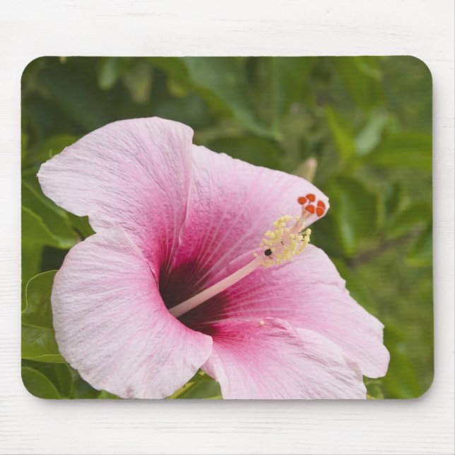Tapis De Souris Îles Cook, Atiu. Fleur d'hibiscus. (Devant)
