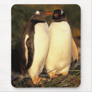 Tapis De Souris Îles Falkland. Manchots gentoo. (Pyroscelis