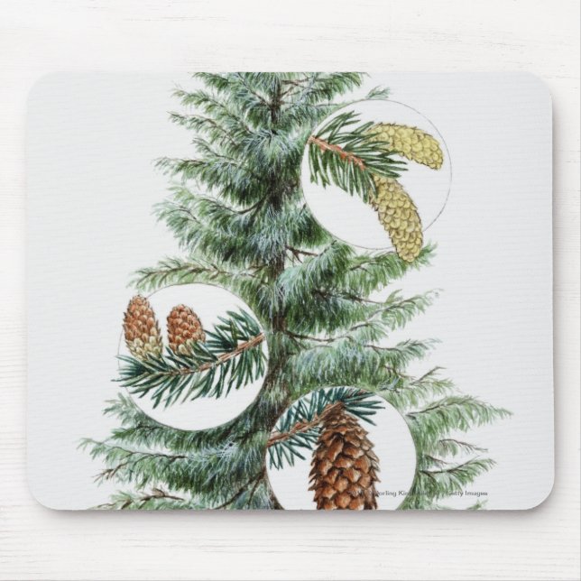Tapis De Souris Illustration d'arbre conifére avec des cônes (Devant)