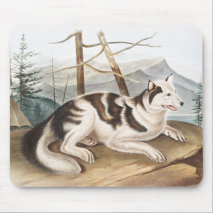Tapis De Souris Illustration de Chien indien lièvre (Canis familia
