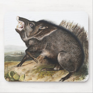 Tapis De Souris Illustration de Dycoteles torquatus de Peccaire à