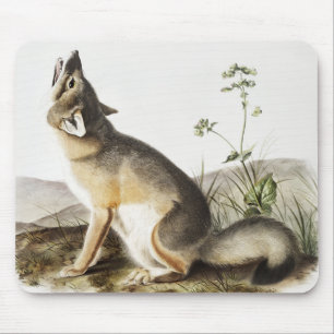 Tapis De Souris Illustration de Fox (Vulpes velox)