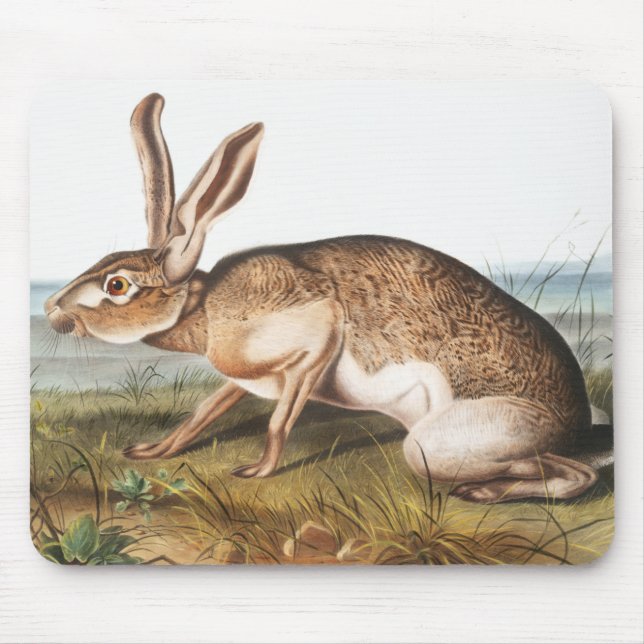 Tapis De Souris Illustration de lapin Lièvre texan (Lepus Texianus (Devant)