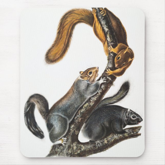 Tapis De Souris Illustration de l'écureuil de chat (Sciurus cinere (Devant)