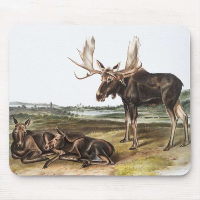 Tapis De Souris Illustration de Moose Deer (Servus alces) (Devant)