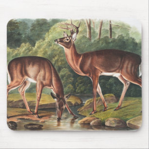 Tapis De Souris Illustration de Virginian Deer (Cervus Virginianus