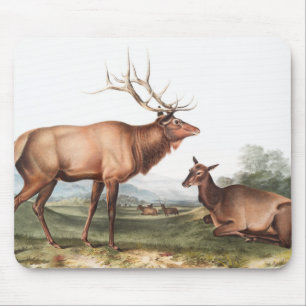 Tapis De Souris Illustration du wapiti américain (Cervus Canadensi