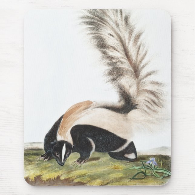 Tapis De Souris Illustration LargeTail Skunk Mephitis macroura (Devant)